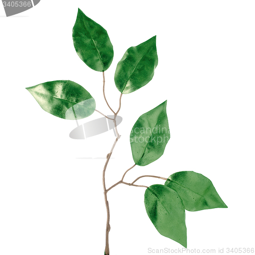 Image of Christmas decorative green leaves