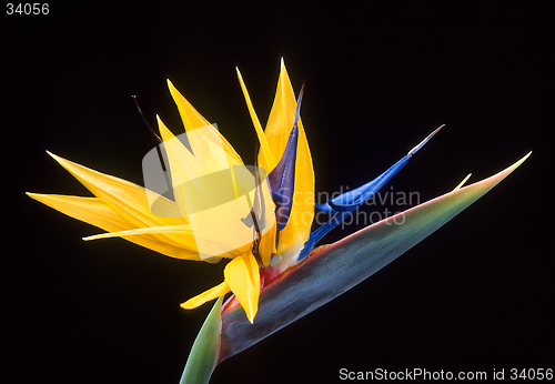 Image of Flower of Bird of Paradise