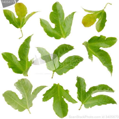 Image of Set of green leaves