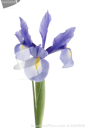 Image of Purple lily flower