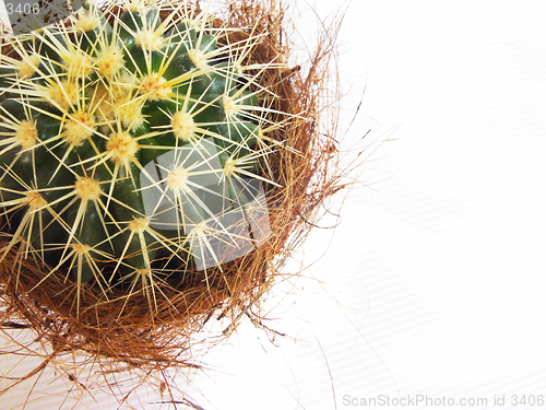 Image of cactus