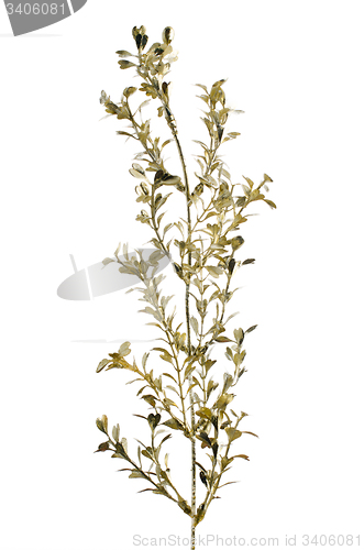 Image of Golden Christmas decoration branches