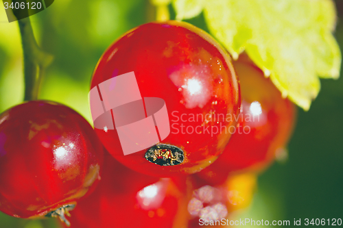Image of Sweet and ripe red currant macro