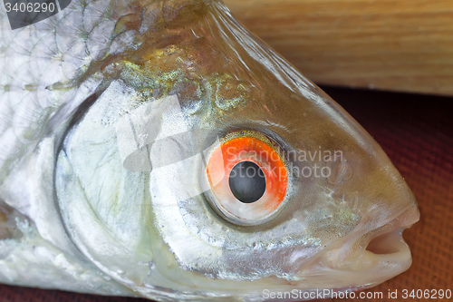 Image of A small river fish presents closeup.