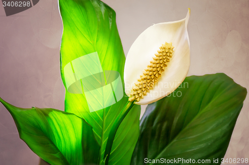 Image of White flower Calla among green leaves.