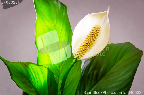 Image of White flower Calla among green leaves.