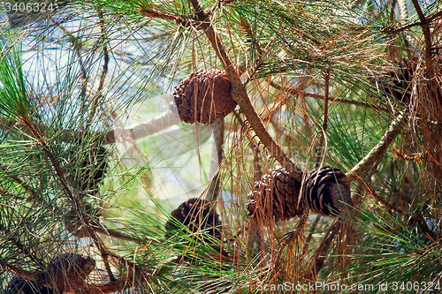 Image of Pine branches with cones and pine needles against the sky