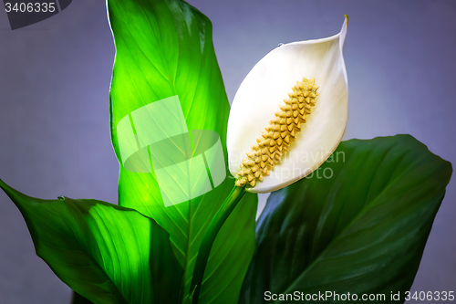 Image of White flower Calla among green leaves.