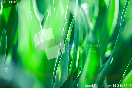 Image of Green grass. Soft focus