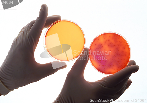 Image of Bacteria