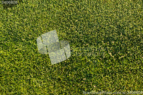 Image of Green grass texture