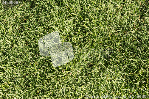 Image of Green grass texture