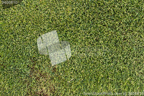 Image of Green grass texture