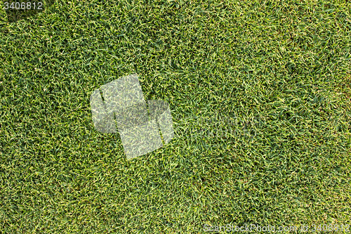 Image of Green grass texture