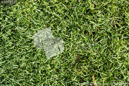 Image of Green grass texture