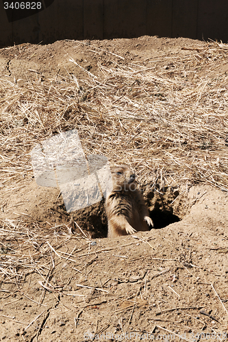 Image of Prairie Dog on Gaurd