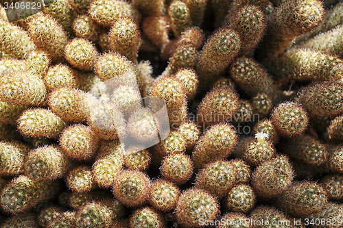 Image of Mini Cactuses