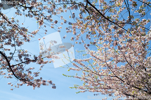 Image of Cherry Blossoms in Bloom