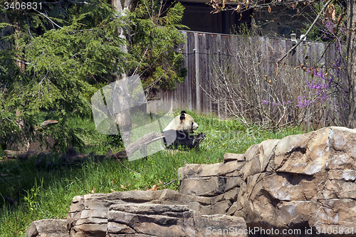 Image of Sitting Panda