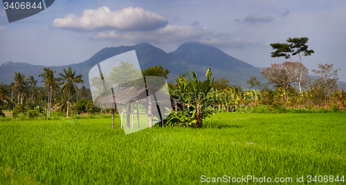 Image of Shaded Rest House in an Asian Rice Field