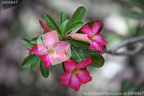 Image of Macro Shot of a Desert Rose in Bloom