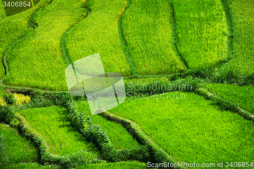 Image of Teraced Rice Fields Stepping Down from the Hillside in Asia