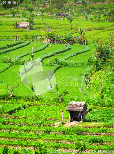 Image of Agricultural Workers in Teraced Rice Fields