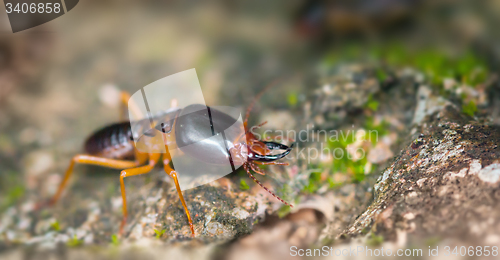 Image of Extreme Closeup of a Soldier Termite on a Rock