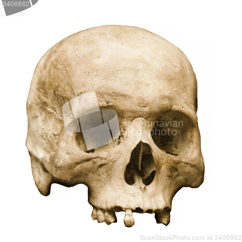 Image of Human Skull Set Against a White Background