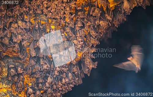 Image of Single Bat Arrives to Join the Colony at Goa Lawah Temple