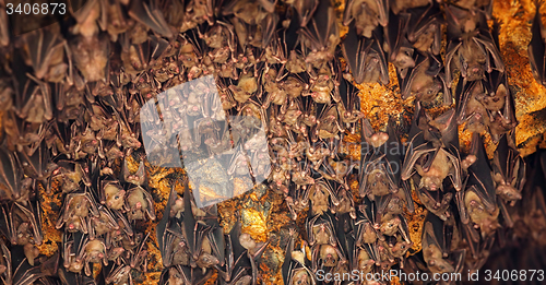 Image of Bats Sleeping on Ceiling at Goa Lawah Temple in Bali