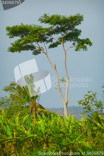 Image of Beautiful, solitary tree on an agricultural plantation in Southe