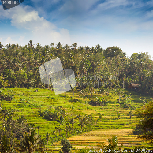 Image of Teraced Rice Fields on a Hillside Plantation in Asia