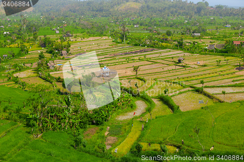 Image of Teraced Rice Fields in Southeast Asia