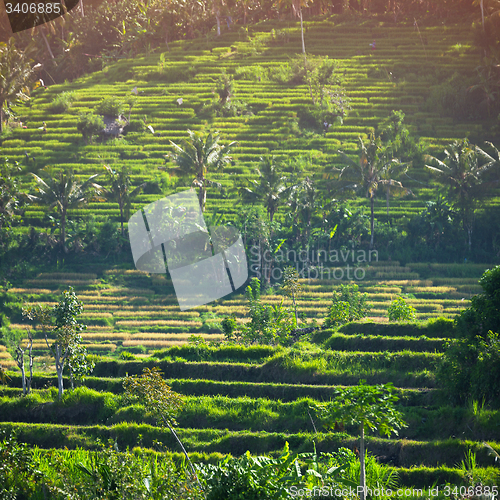 Image of Rice Teraces, Interspersed with Coconut Palms, on an Asian Hills