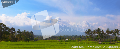 Image of Rice Fields and Coconut Trees in Southeast Asia