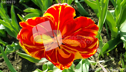 Image of Beautiful tulip