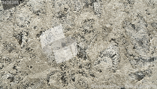 Image of Ammonite fossils on a rock