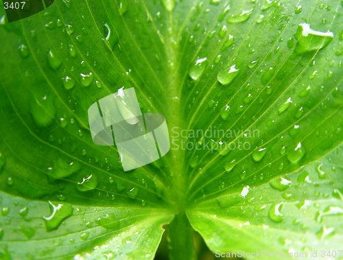 Image of wet calla leaf