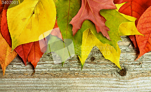 Image of Frame of Autumn Leafs