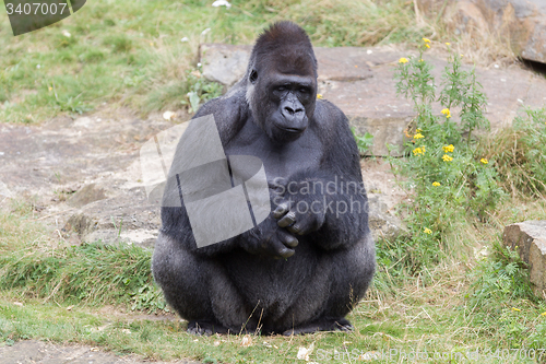 Image of Silver backed male Gorilla