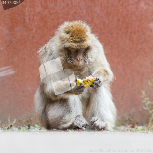 Image of Barbary Macaque (Macaca sylvanus)