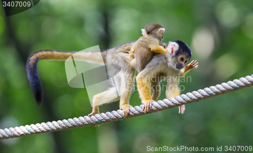 Image of Small common squirrel monkeys (Saimiri sciureus)