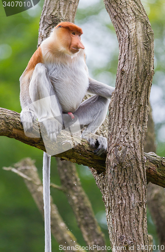 Image of Proboscis monkey in a tree