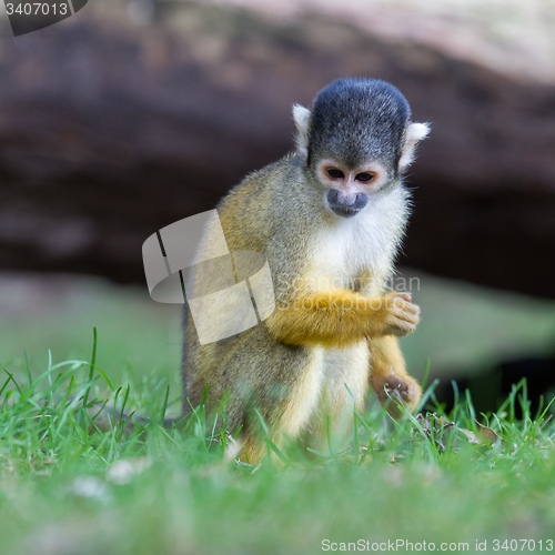 Image of Small common squirrel monkeys (Saimiri sciureus)