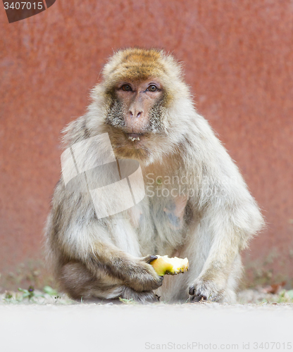 Image of Barbary Macaque (Macaca sylvanus)