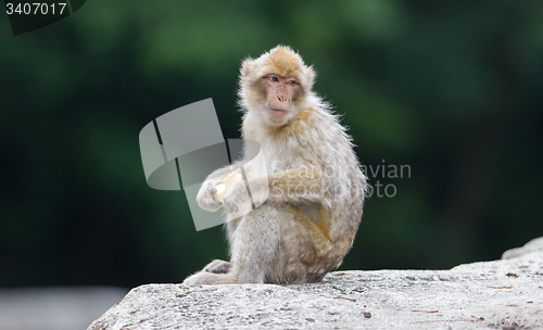 Image of Barbary Macaque (Macaca sylvanus)