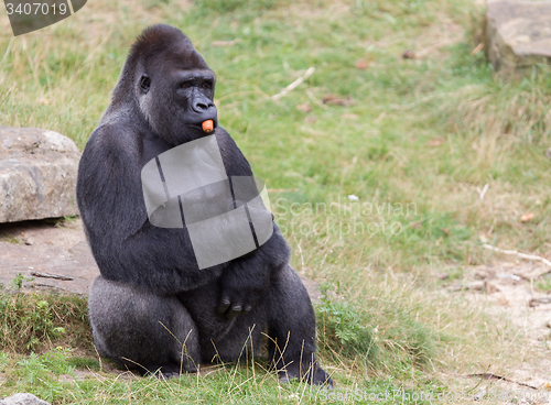 Image of Silver backed male Gorilla