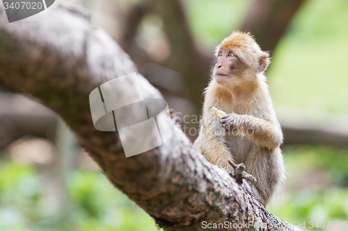 Image of Barbary Macaque (Macaca sylvanus)