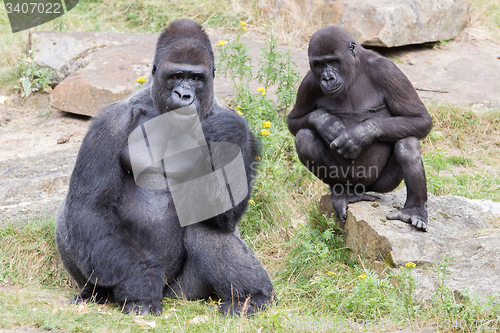 Image of Silver backed male Gorilla